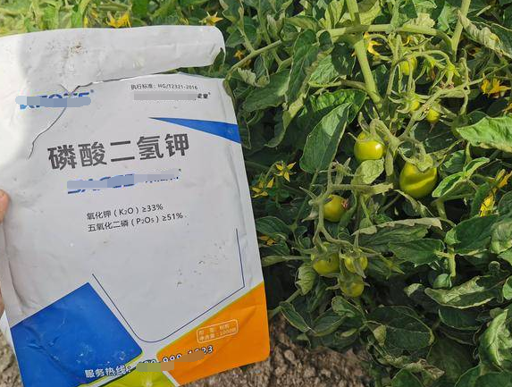 叶片发黄是缺什么肥料（植物黄叶原因分析）