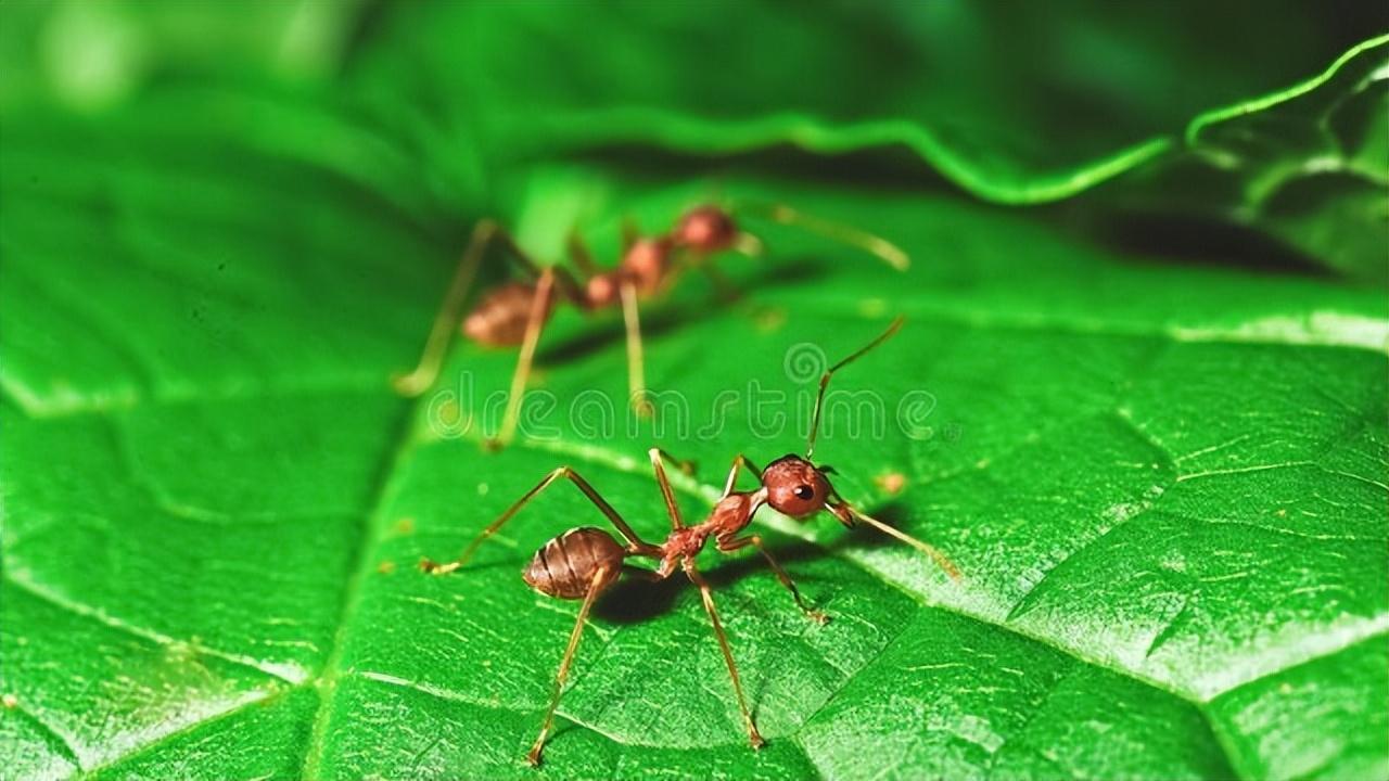 家里有蚂蚁怎么能彻底消灭（教你4个妙招安全管用）