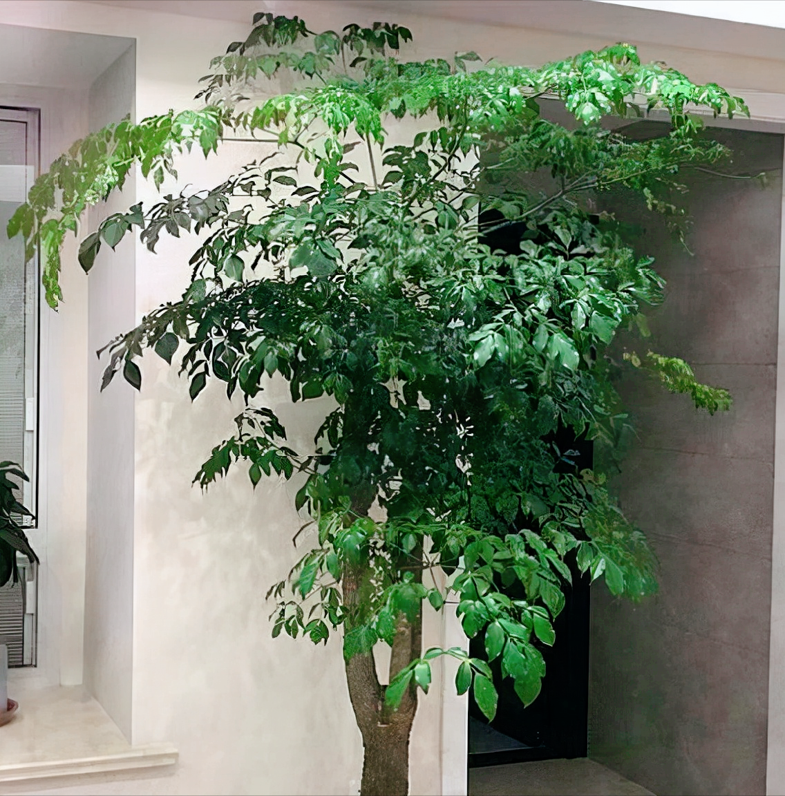 客厅最旺宅的大型植物推荐（九种“旺财”大型的盆栽绿植）