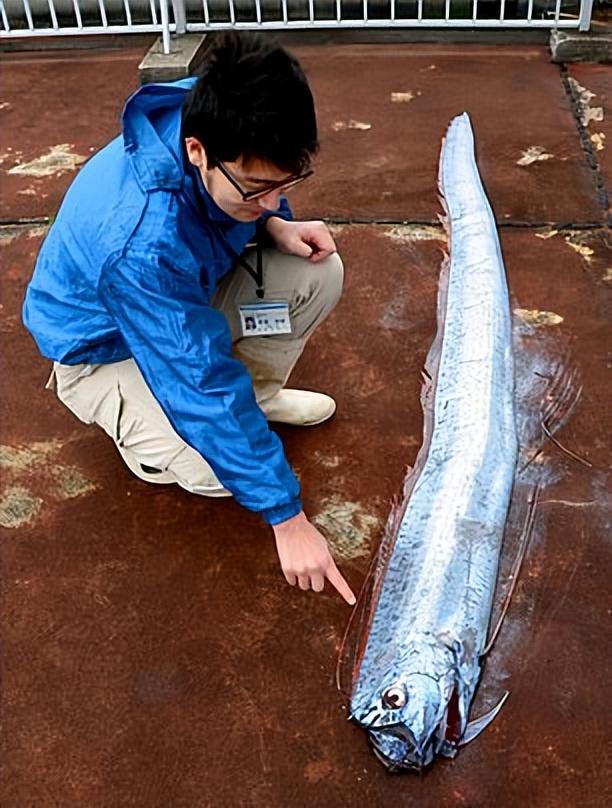 巨型皇帶魚(巨型皇帶魚15米長)