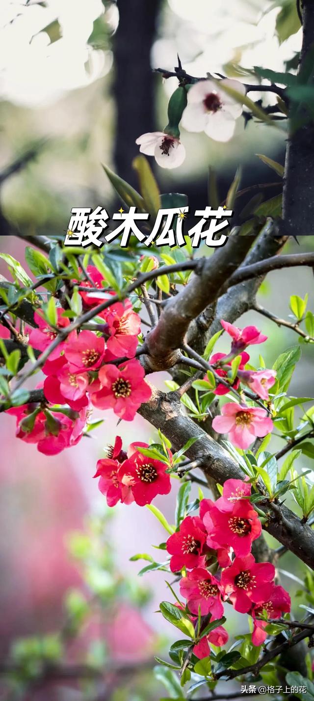 木瓜为什么是苦的，其实它才是真正的本土木瓜