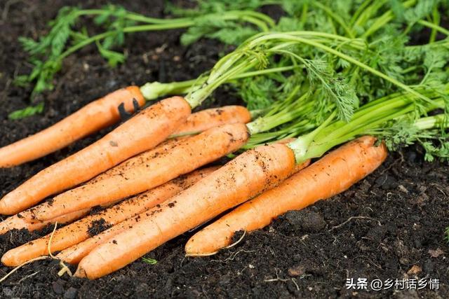 茬是什么意思，去年种植萝卜和白菜的土壤