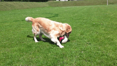 宠物狗怎么感染狂犬病（预防狂犬病的五大措施）