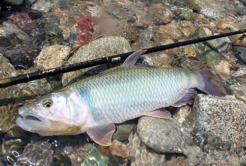 中国小型淡水鱼图鉴(淡水鱼品种大全图谱)