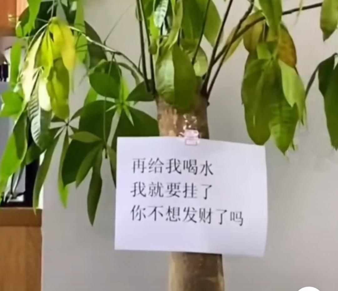 镇宅最吉利的三种花详解（这三种镇宅花有钱人最爱养）