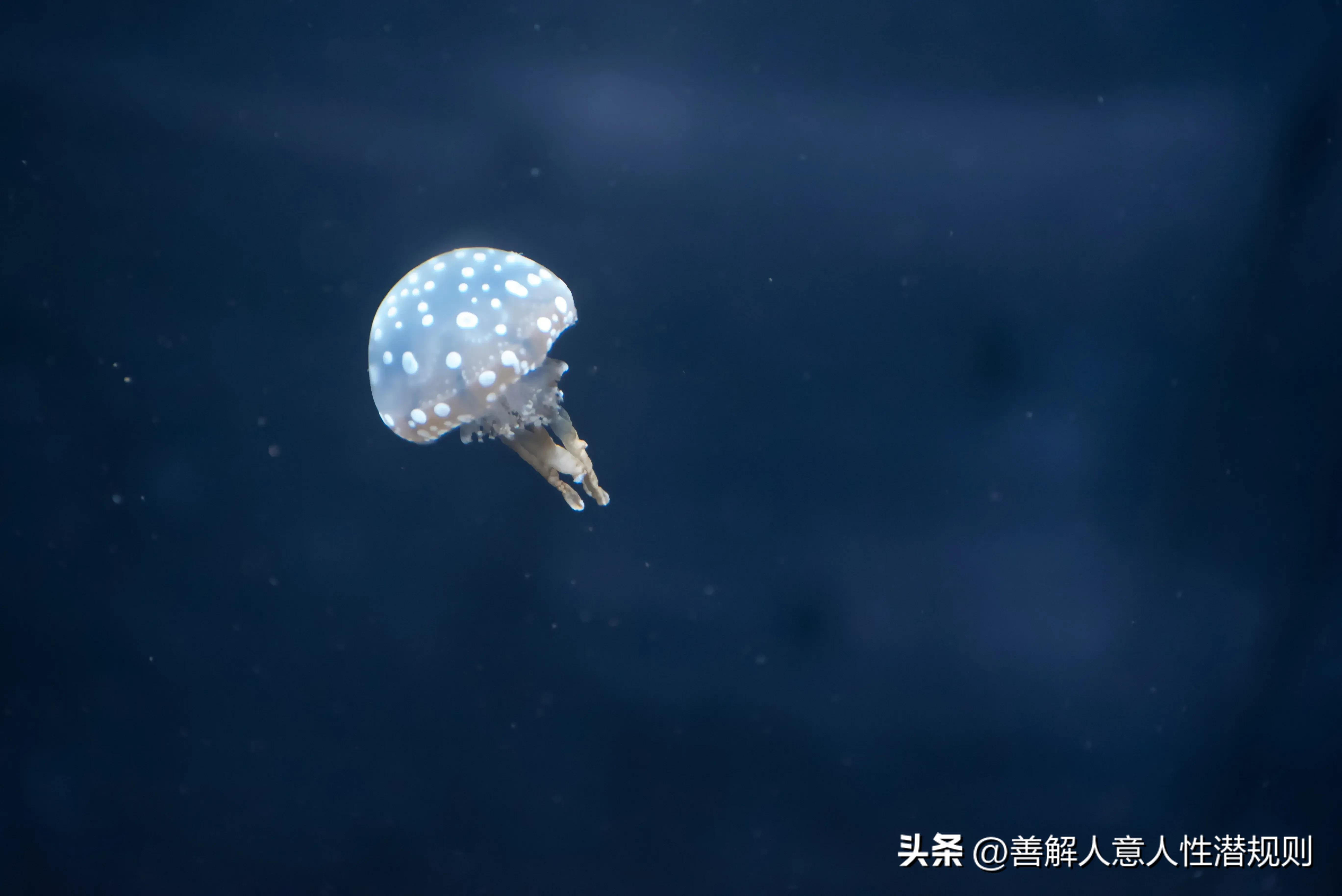 北极霞水母是世界上已知最大的水母
