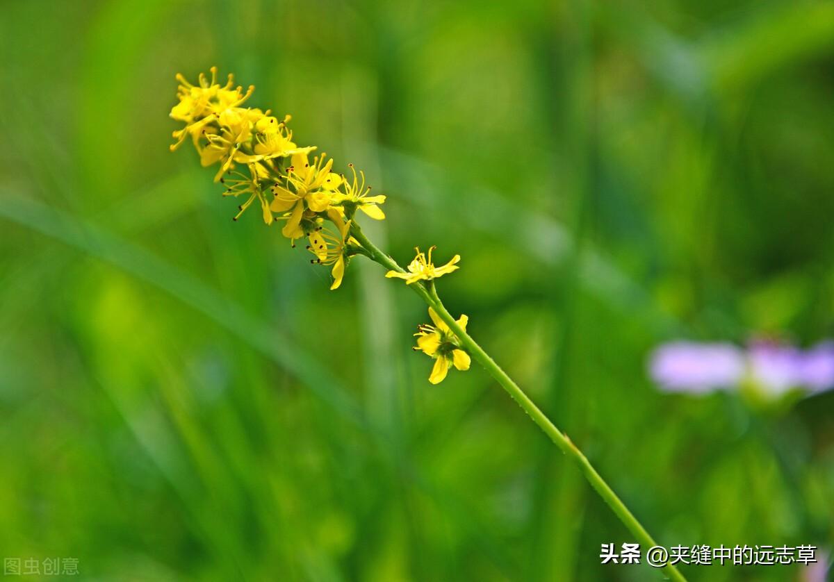 脱力草功效与作用（脱力草的食用方法）