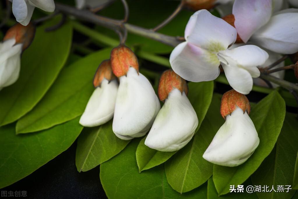 野菜的种类和图片大全（盘点农村50种常见的野菜）