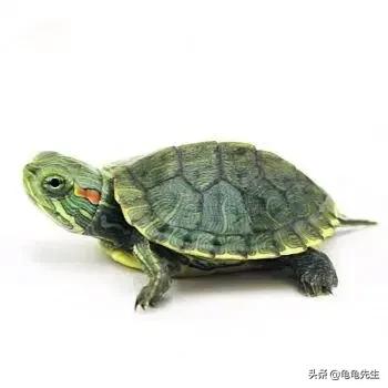 巴西龟怎么养（解析巴西龟饲养方法和注意要点）