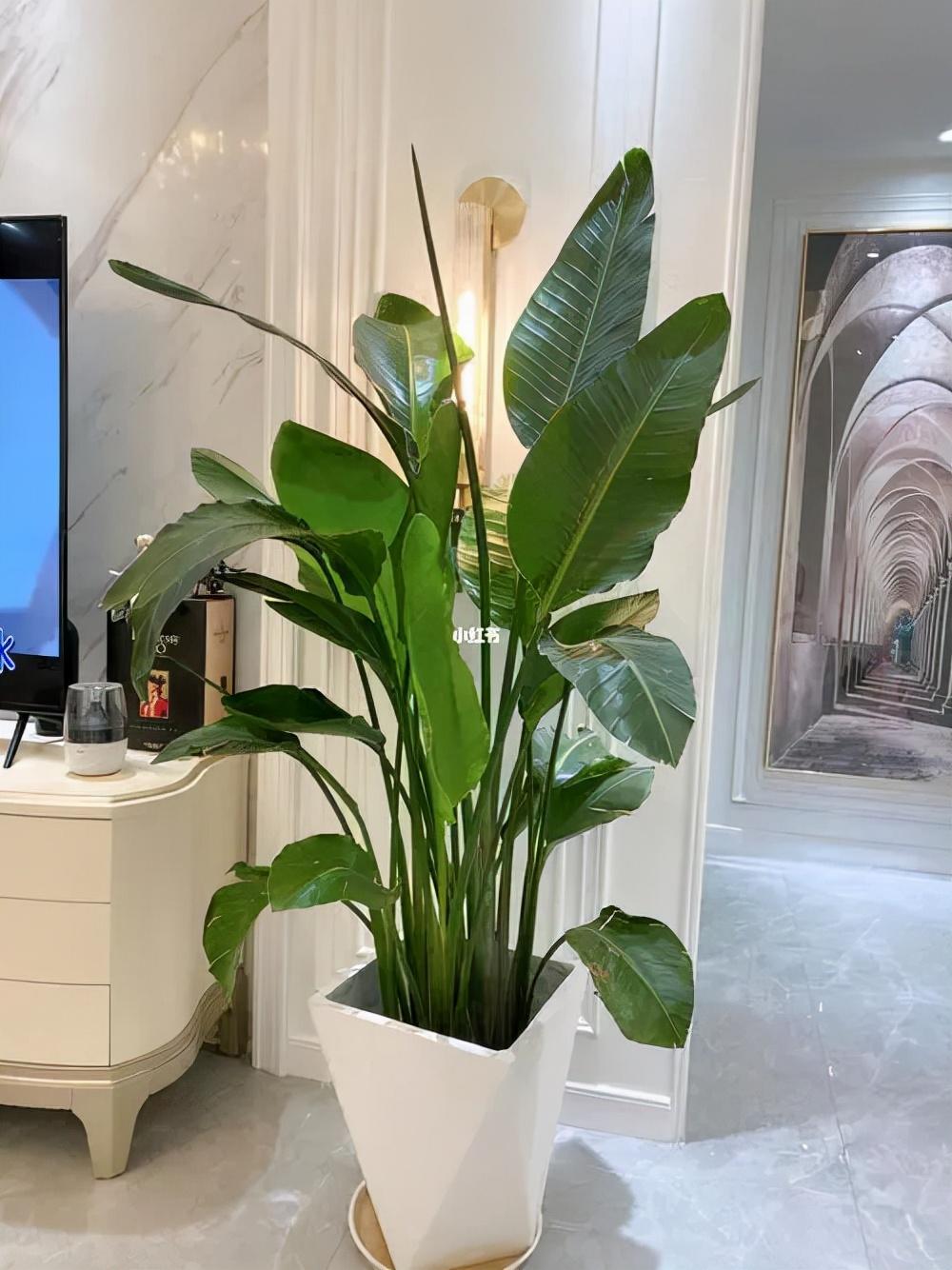 客厅最旺宅的大型植物推荐（九种“旺财”大型的盆栽绿植）