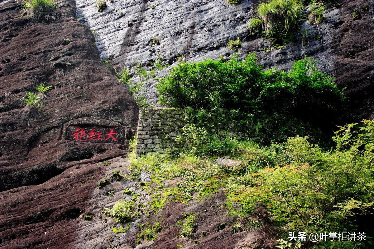 大红袍属于什么茶（附：大红袍的冲泡方法）