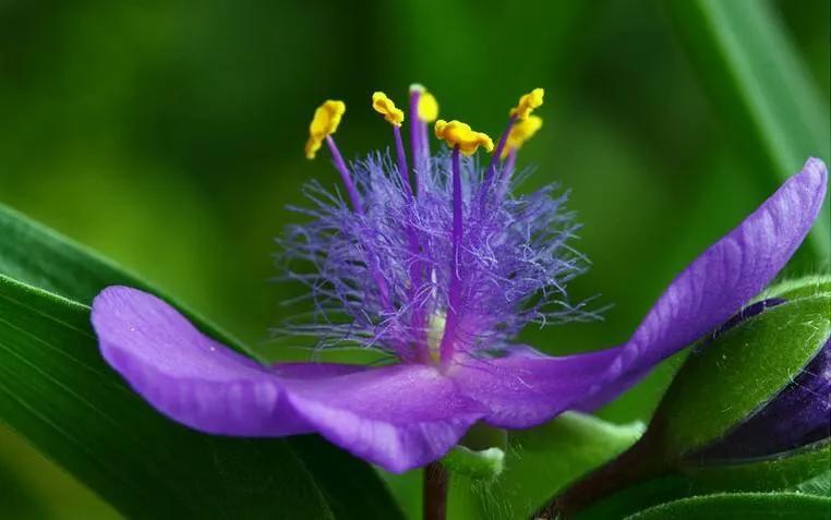 紫露草的花语是什么（紫露草特点与象征寓意讲解）