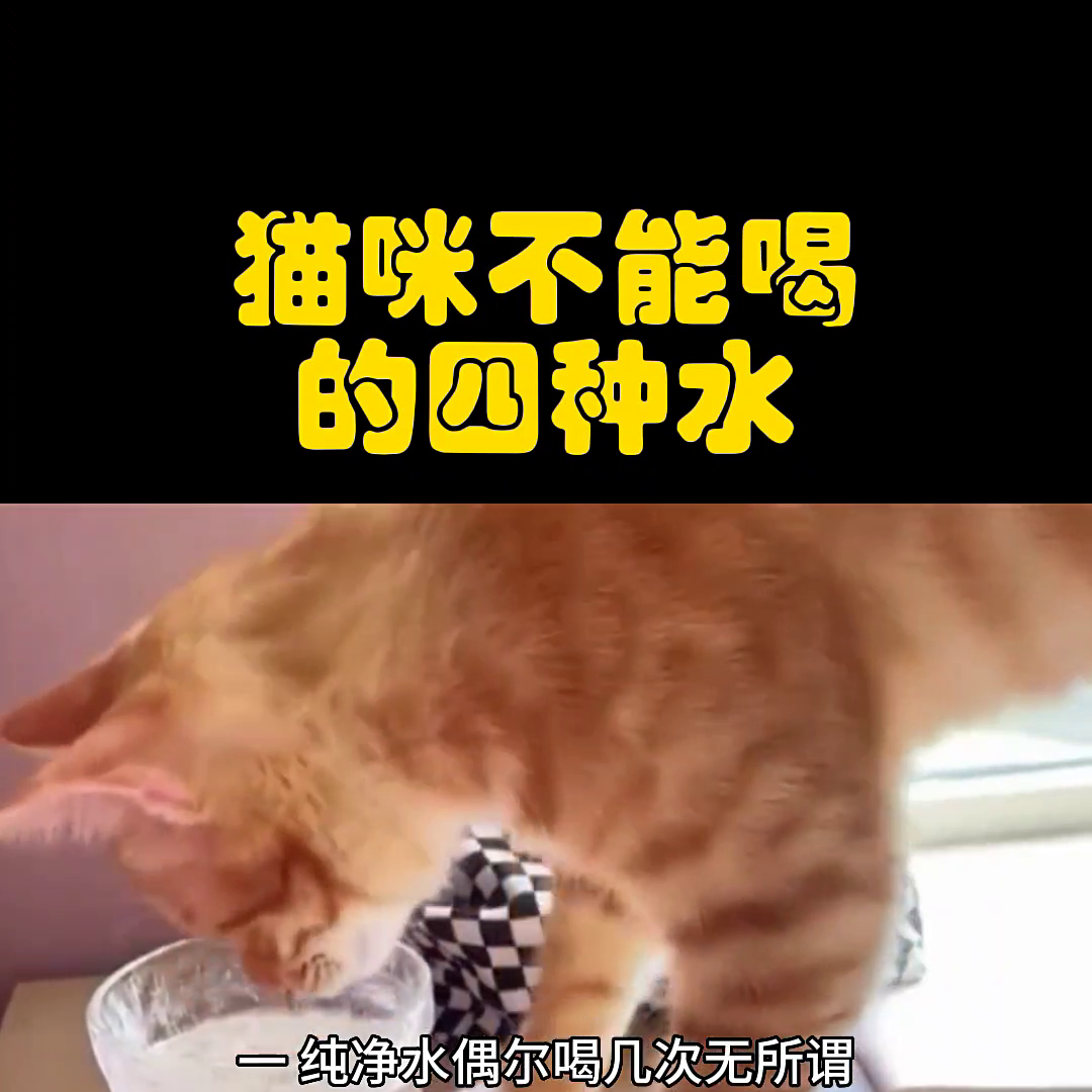 猫一天喝多少水正常（如何让猫咪爱上喝水）