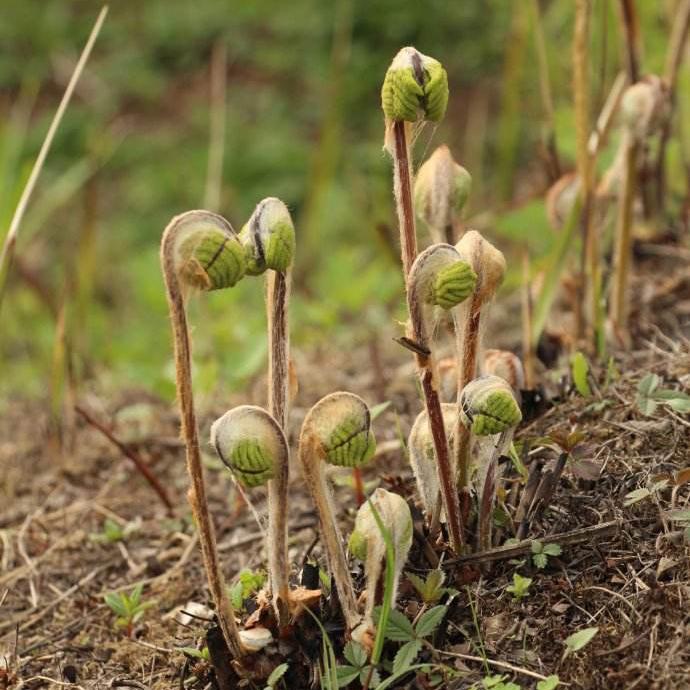 农村100种野菜图片（盘点农村常见野菜图片及名称）