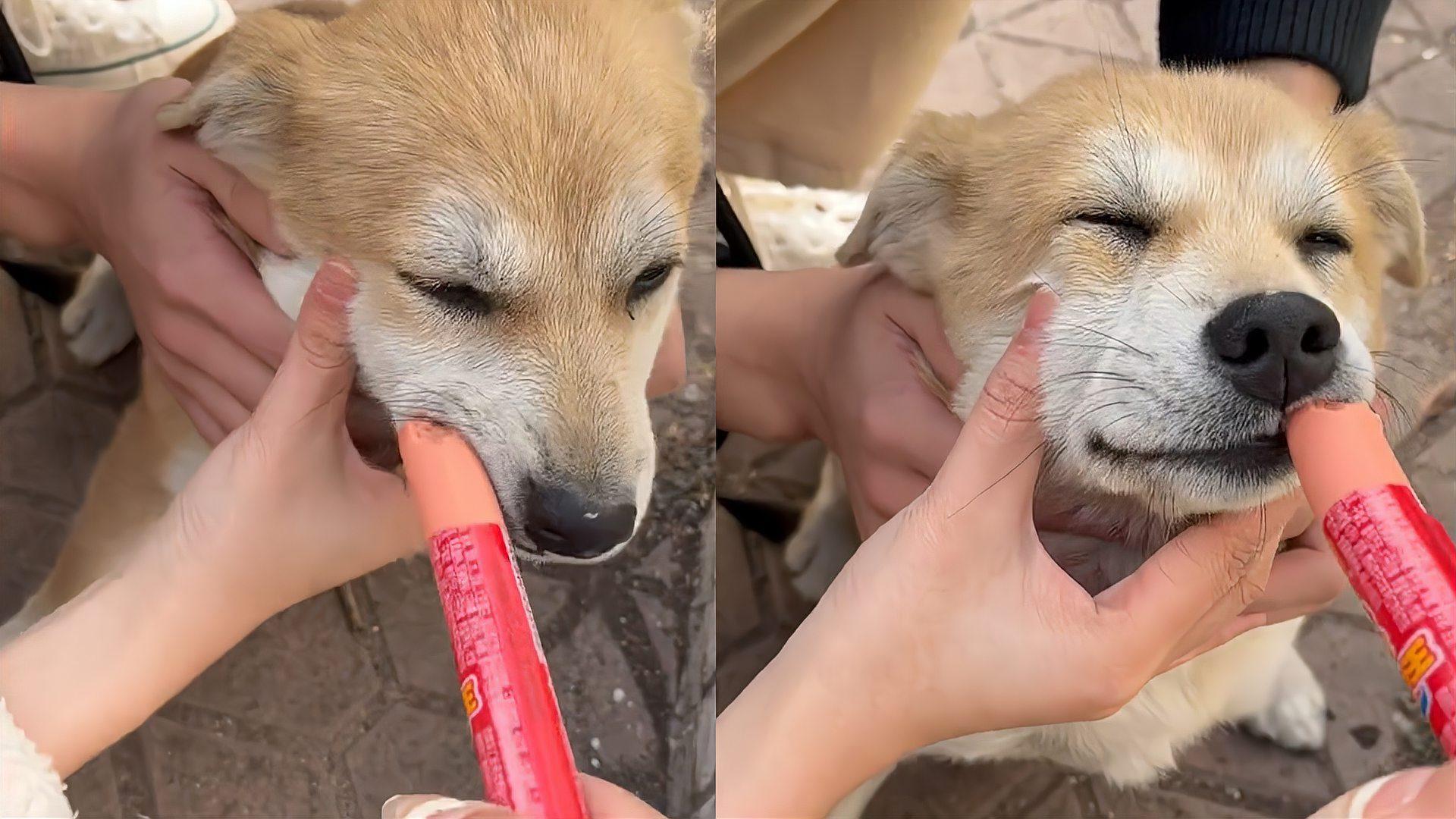 新生幼犬的喂养注意事项（养狗新手必看的幼犬喂养指南）