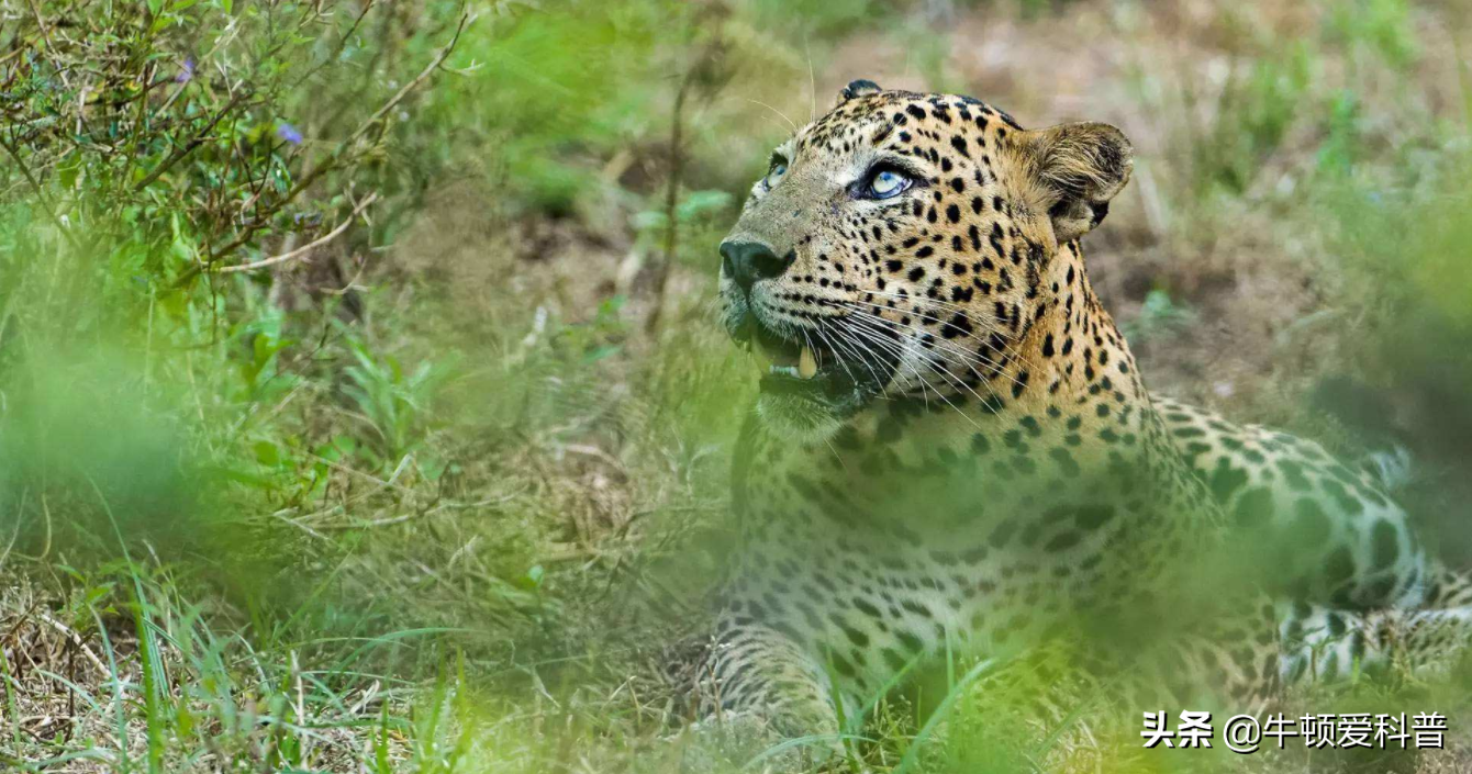 十大最强豹子排名（全球最危险的10种豹子实力解读）