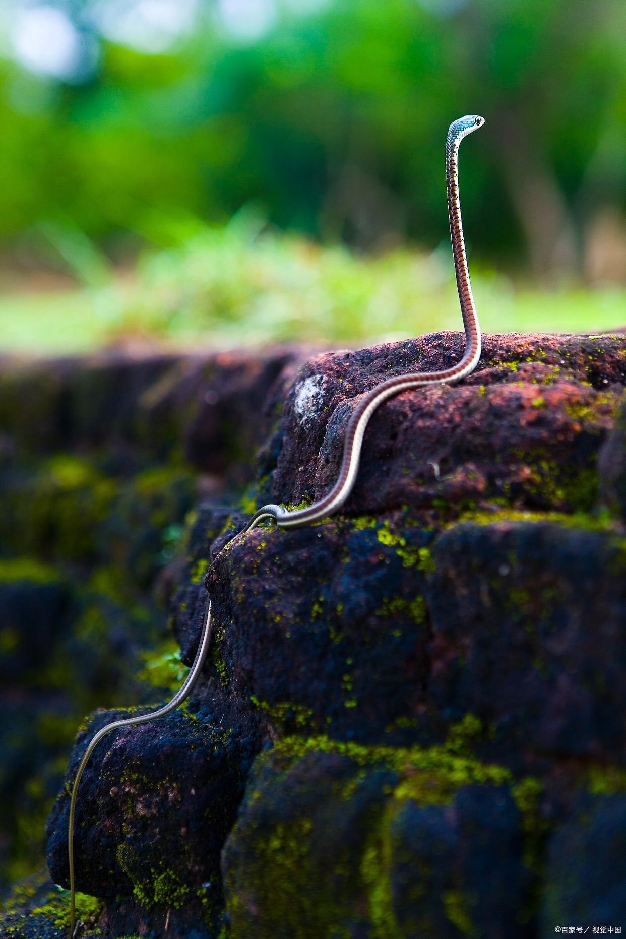 2023年生肖蛇运势(2023年生肖蛇运势完整版)