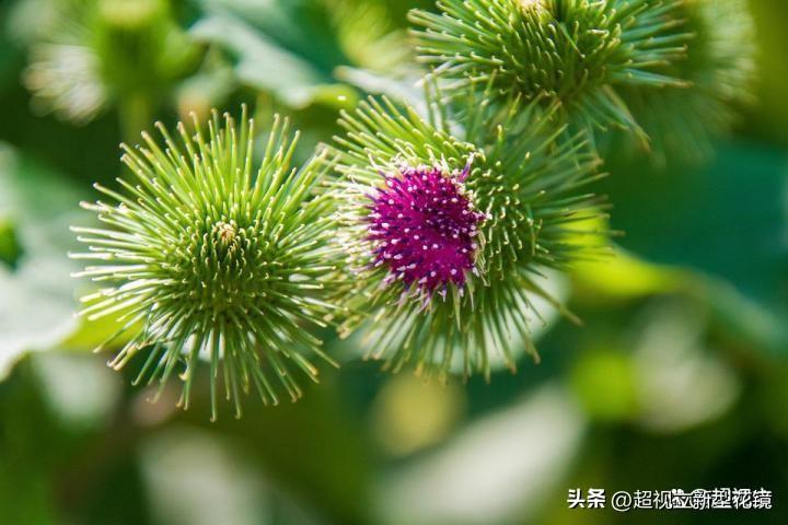 菊花决明子枸杞牛蒡根功效（决明子菊花牛蒡根枸杞有什么功效）