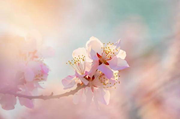 甘宝宝的花苞澜野草阁(情迷女人香草根成长记章节列表)