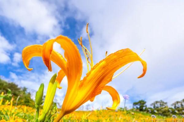 甘宝宝的花苞澜野草阁(情迷女人香草根成长记章节列表)