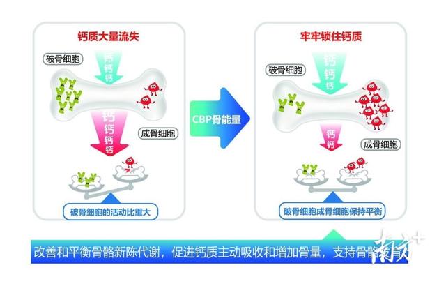 cbp是什么意思，《初乳碱性蛋白CBP与骨骼健康》出版