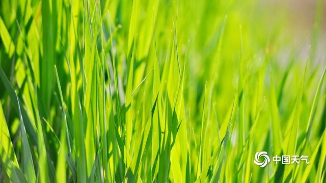 夏天的芦苇(夏天芦苇图片大全高清)