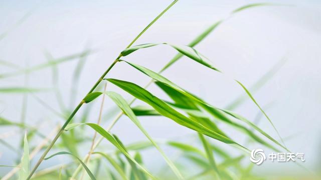 夏天的芦苇(夏天芦苇图片大全高清)