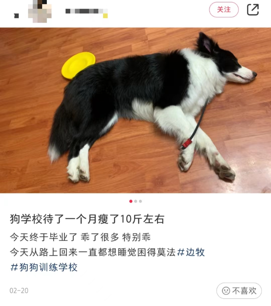 狗狗证书多少钱（养狗必备证书一览表）