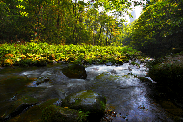 索溪峪的野主要内容(索溪峪的画面解说)