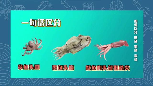 大家还可以记住一句话——章鱼头圆,墨鱼头扁,鱿鱼的头部似枪尖.
