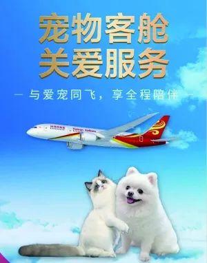 现在什么航空可以带宠物狗（国内航空公司宠物搭乘政策一览）