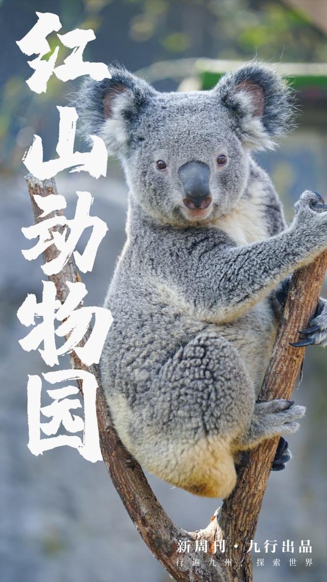 中国最好的动物园，又该刷屏了