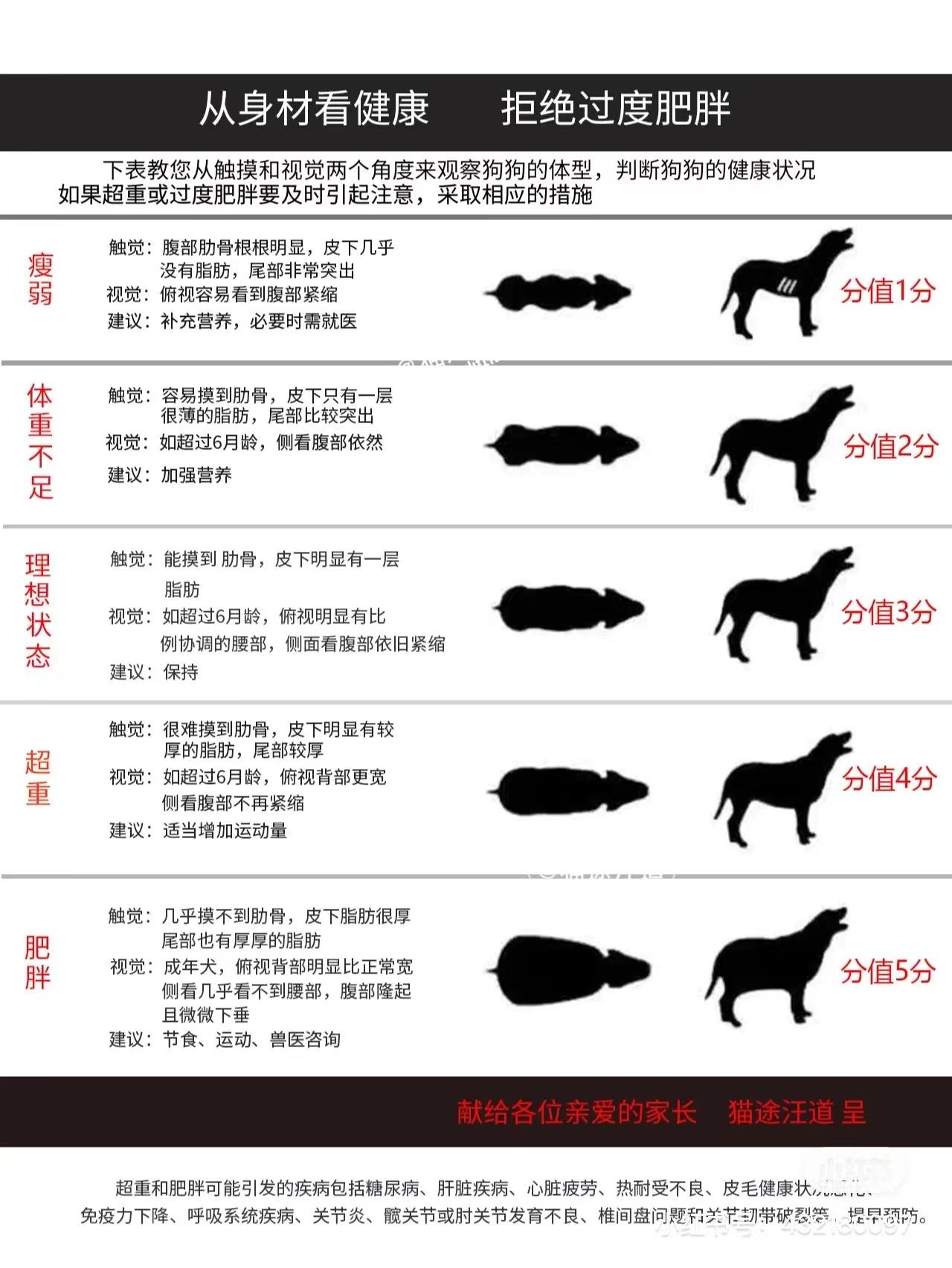 一般的小狗要多少钱一只（如何挑选适合自己的宠物狗品种）